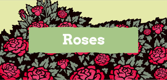 Roses